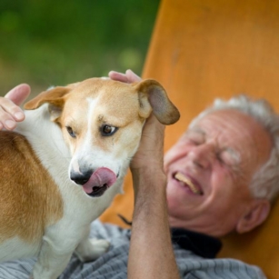 Furry Best Friend: 10 Most Loyal Dog Breeds For Lonely Retirees