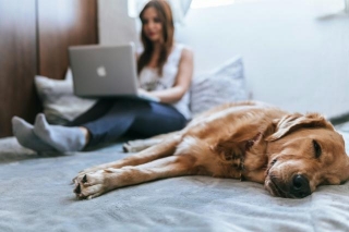 Can You Balance Business Travel And Owning A Dog?