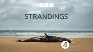 Strandings | Unravelling The Magic Of Whales