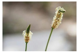 What Should Individuals Know Before Using Plantago For Health Benefits?