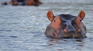 Botswana Pumps Water Into Drying Channels To Aid Stranded Hippos