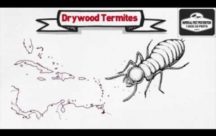 Understanding the Causes of Drywood Termite Infestations