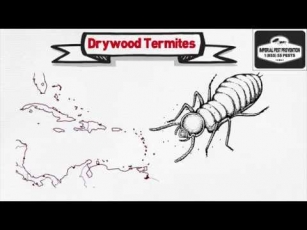 Understanding The Causes Of Drywood Termite Infestations