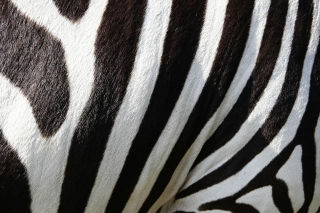 Guess The Cost Of The Zebra Society