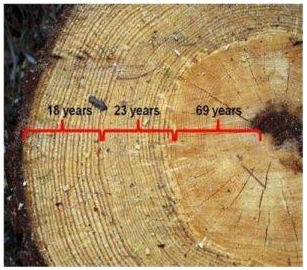 How To Determine A Tree’s Age