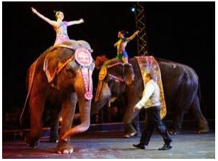 Circus History And Evolution Over Time