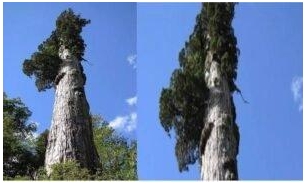 Oldest Trees In Different Regions Of The World