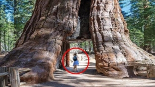 The Biggest Trees In The World