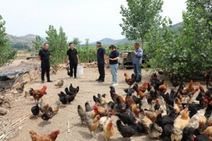 Liuyu Town: A New Chapter In Circular Ecological Agriculture