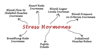 How To Reduce Stress Hormones: Strategies For A Healthier You