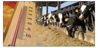 Summer Stress Management In Dairy Animals