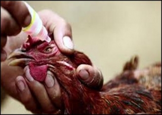 DISEASE PREVENTION IN POULTRY: KEY STRATEGIES FOR A HEALTHY FLOCK