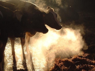 HEAT STRESS IN DAIRY COWS AND ITS MANAGEMENT