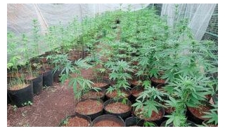 Govt Nips In The Bud Foreign Interest In Marijuana Cultivation