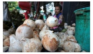 椰子产量增长2.4%
