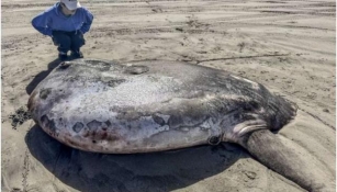Rare Fish Measuring Over 7 Feet Long Washed Up On The Oregon Coast Is Drawing Worldwide Attention
