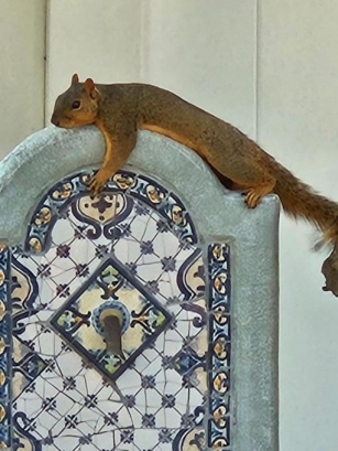 Woman Helps Texas Squirrels With Backyard Resort – NBC 5 Dallas-Fort Worth