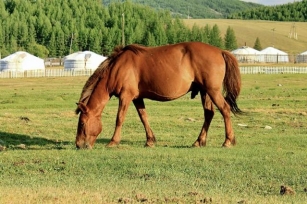The Evolution Of Mongolian Horse Breeds