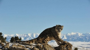 Snow Leopard Habitat Ranges Within Mongolia