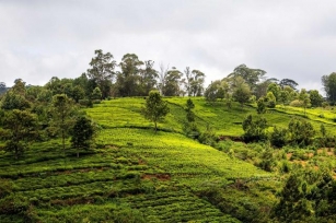 Discover The Breathtaking Charm Of Coonoor: Unmissable Places To Visit