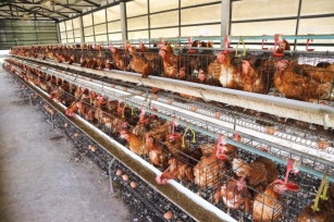 Siralmasak A Legnagyobb élelmiszergyártó Cégek állatjóléti Irányelvei