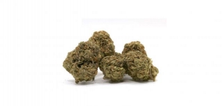 What Makes The BC Bud Online From Our Online Dispensary The Best In The World?