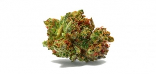 Sour Diesel Sativa Strain Breakdown: Origins, Effects, And Where To Buy In Canada