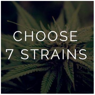 Sativa, Indica, Or Hybrid – Which Strain Is Right For You?