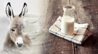Donkey Milk Market Size, Industry Share, Forecast 2029