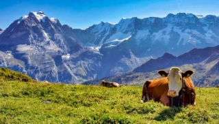 Experience The Charm Of Alpine Cow Parades In Switzerland