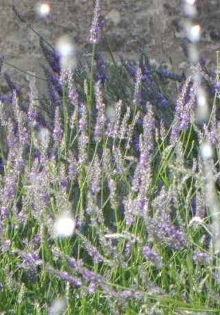 The Beauty Of Lavender From Provence