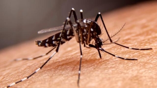 World Malaria Day 2024: Avoid These Factors That Increase Malaria Risk