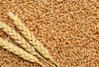Wheat Stock With Food Corporation Of India Falls Below 100 Lakh Tones For The First Time Since 2018