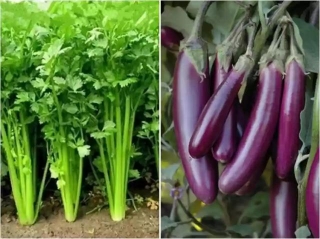 Plant These 5 Veggies In March-April For A Bumper Crop!