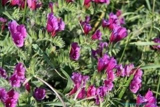 Echium, Useful Traditional Medicinal Herb In Iran