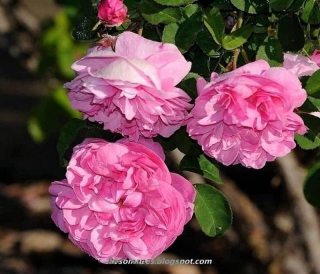 Damask Rose Herb And Its Traditional Medicine Applications