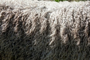 Everything You Need To Know About Merino Wool