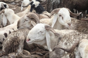 SALLAH: BUYERS, TRADERS LAMENTS OVER HIKE IN COST OF RAMS