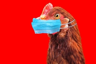Bird Flue H5N2 Strain Kills 1 In Mexico; Know More About It