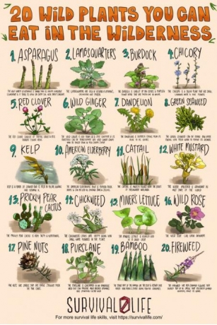 20 Wild Plants You Can Eat In The Wilderness