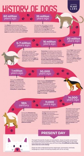 The History Of Dogs