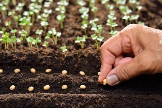 A Guide To The Benefits And Drawbacks Of Seeds Vs. Plant Starts Vs. Sowing