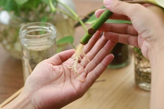 How To Plant Propagated Plants: From Water To Soil