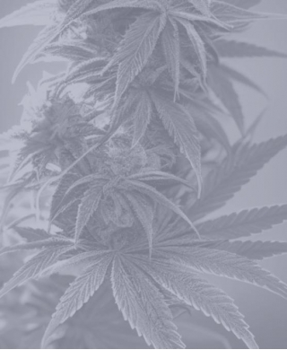 Kevin McLaughlin And Maxwell Heller Featured In Cannabis Times: Will Bankruptcy Relief Reach Struggling Cannabis Business?