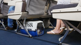 How To Prepare For A Flight With Pets
