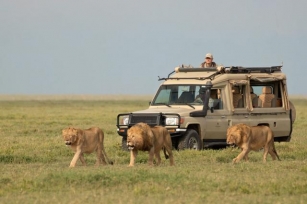 Tanzania Safari: A Journey Into The Wild
