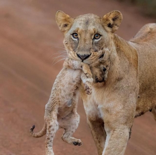 Kenya Ranks Best Wildlife Photography Destination In The World