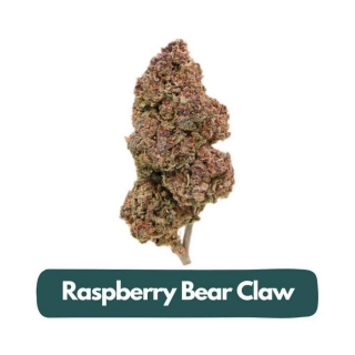 Raspberry Bear Claw CBD Flower Strain Review: A Comprehensive Analysis Of Aromatic Delight