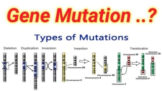 Gene Mutation And Types: A Complete Guide To Understanding This Biological Phenomena!