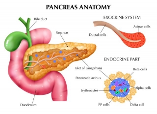 Pancreas 101: Understanding Functioning, Combatting Diseases, And Embracing Natural Care!
